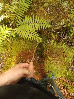 Peeing in woods before jerking off