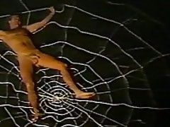 Spider Food 2