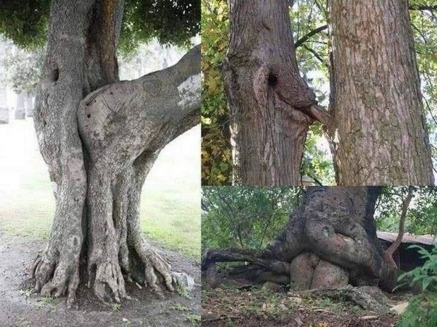 Learning Sex Position From Nature