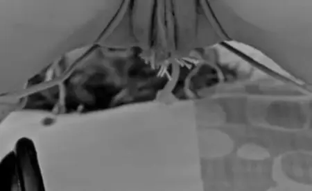 Super wet pussy pulsating