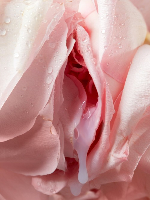 ROSE.....