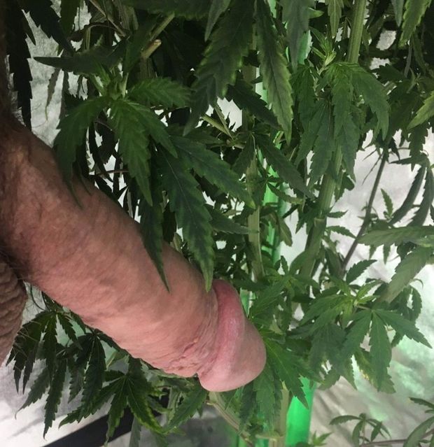 Cock and pot plants