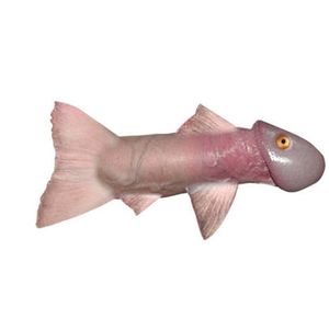 Bait fish for the tuna boat