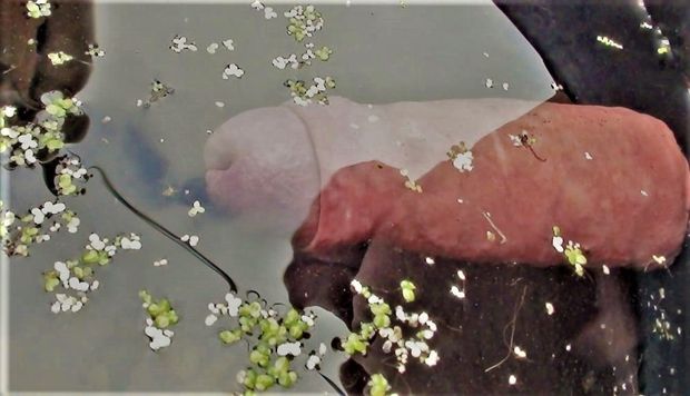 penis under water  in river .