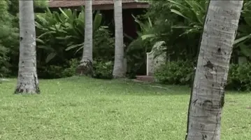Topless Jogging