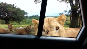 YES that Lioness knows how car door handles work. Safari-Wildlife park = Lock yer doors.