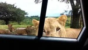 YES that Lioness knows how car door handles work. Safari-Wildlife park = Lock yer doors.