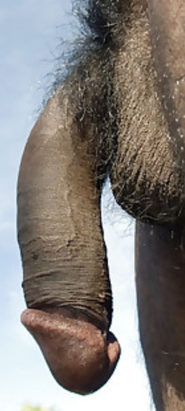 Very edible black dick and balls