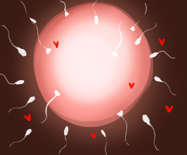 Fertilization