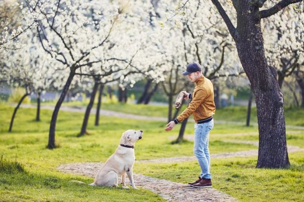 She asks him if she could borrow his dog and gets more than just the dog in return.