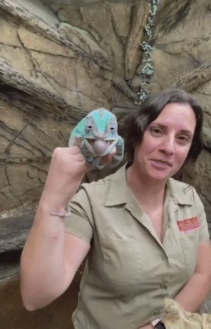 xoxo_t clothing tongue snatch