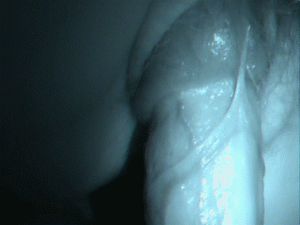 Penis Penetrating Pussy