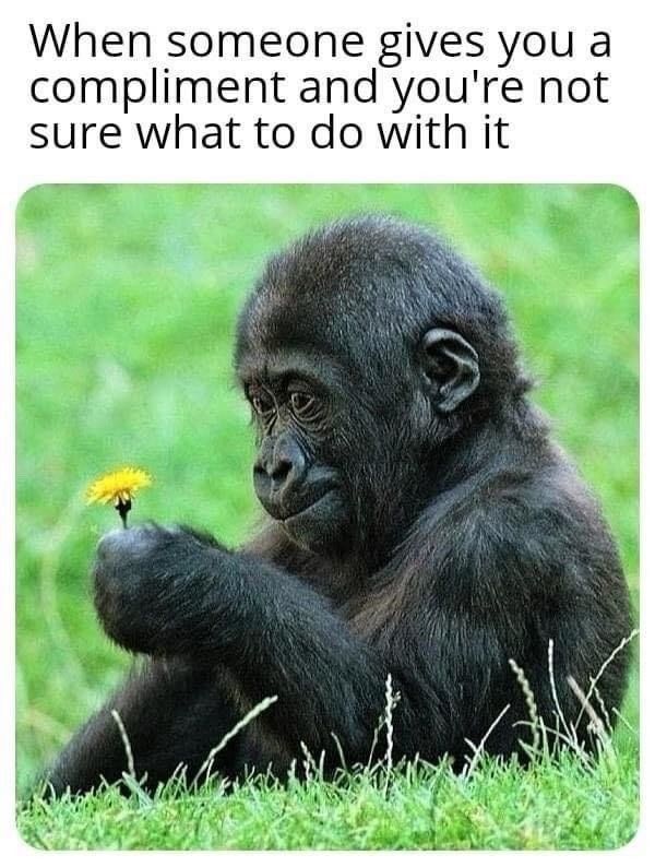Meme