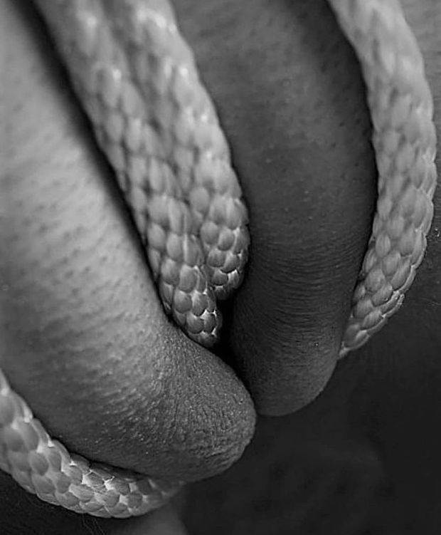 Pussy tied up