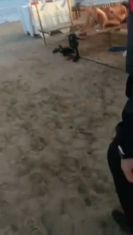 Sex on a public beach