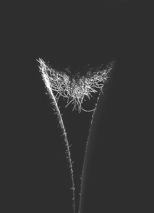 Silhouette bush