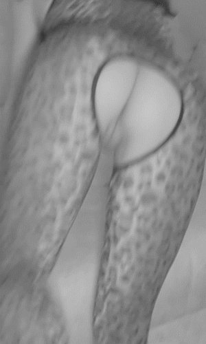 the pet is ready)))
