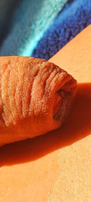 Excited drip, precum