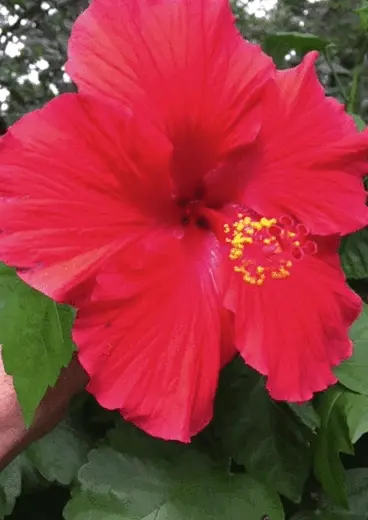 Flowers are like Pussies