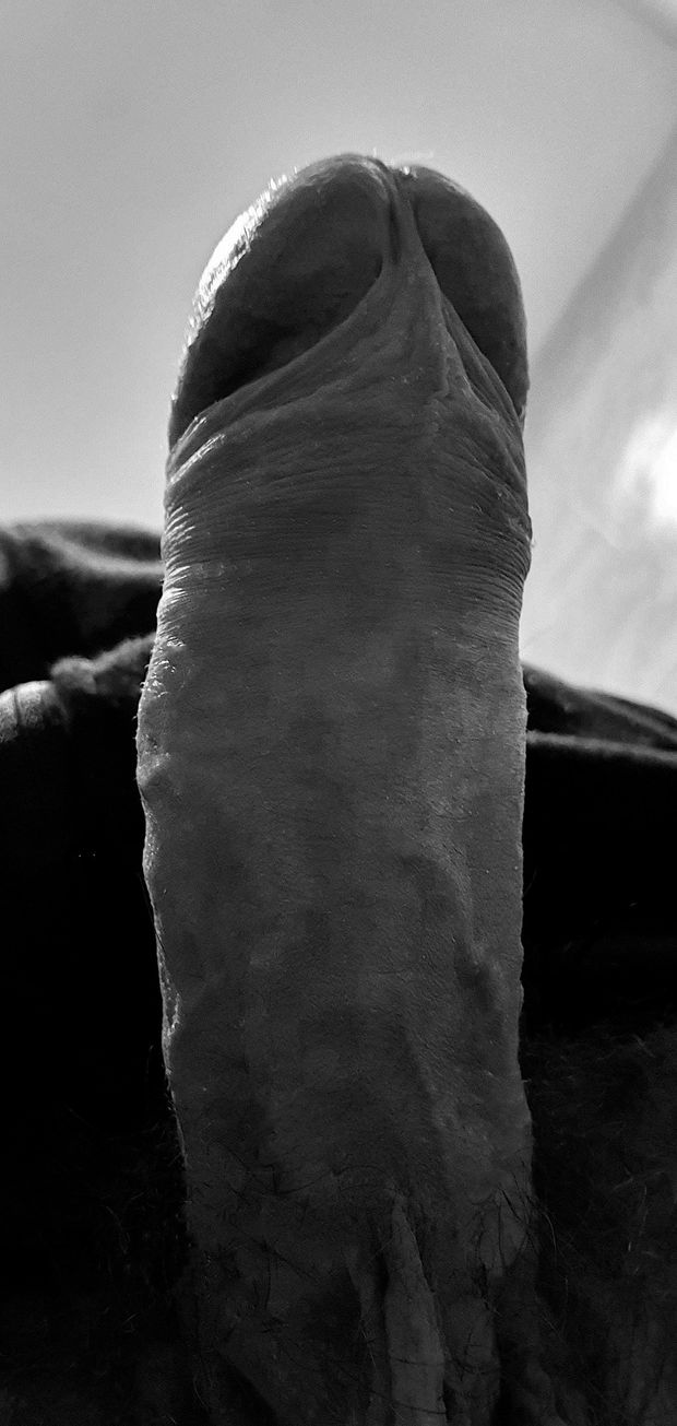 Majestic penis
