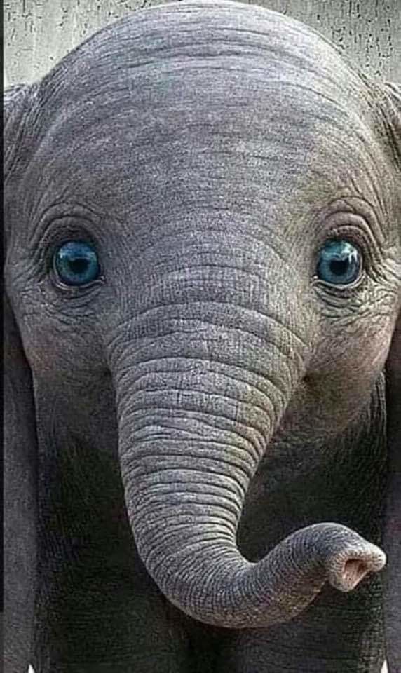 My dick is as long as the trunk of this elephant