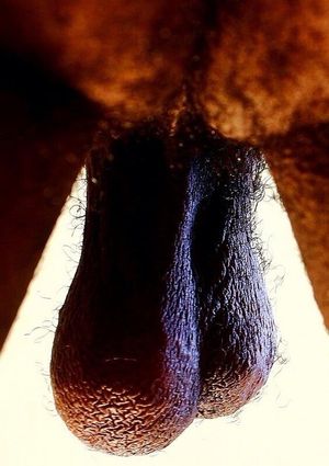 Hairy ball bag + taint