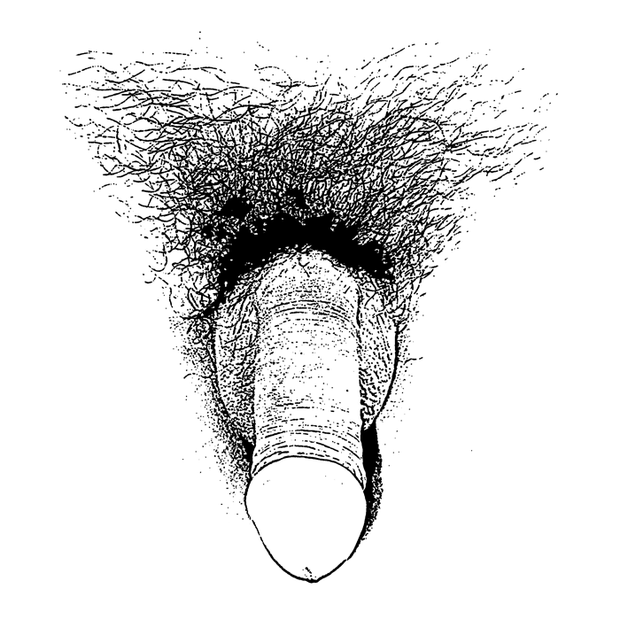 Sketch of a flaccid penis