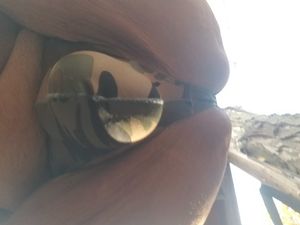 My cock bulge in thong