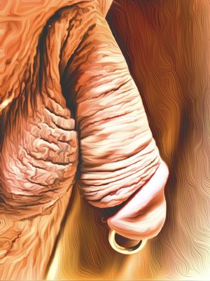 18k gold cock piercing