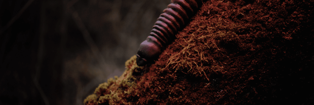 Tentacles near the forest on Hentaied