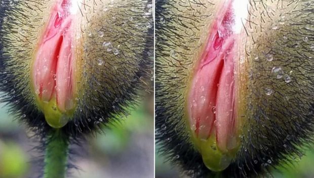 What does this flower look like