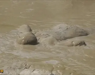 Mud bath