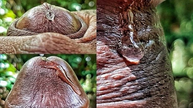 Closeup precum on black dick
