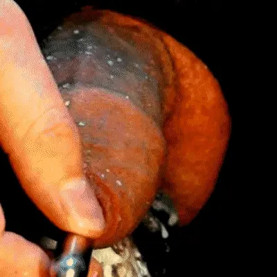 sounding cum