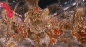 Componente da Ala borboletas negras - viradouro!