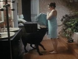 Dog rips off towel