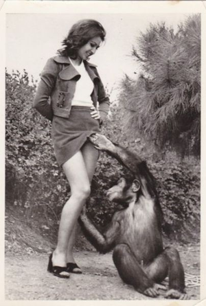 Scimmie, che vivono il sogno