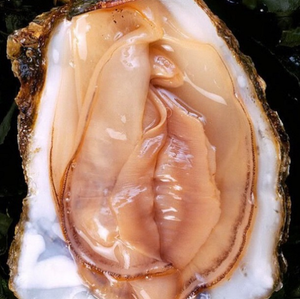 Come on mister, lick my oyster!