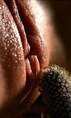 Prickly pussy.