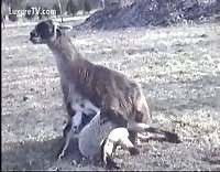When possible, we breed our own hu-sheep