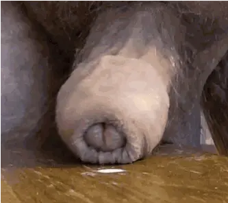 Hairy Monster