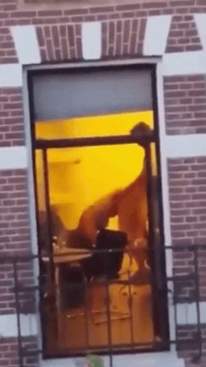 Watching The Neighbors