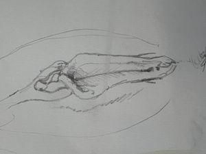 Pussy sketch