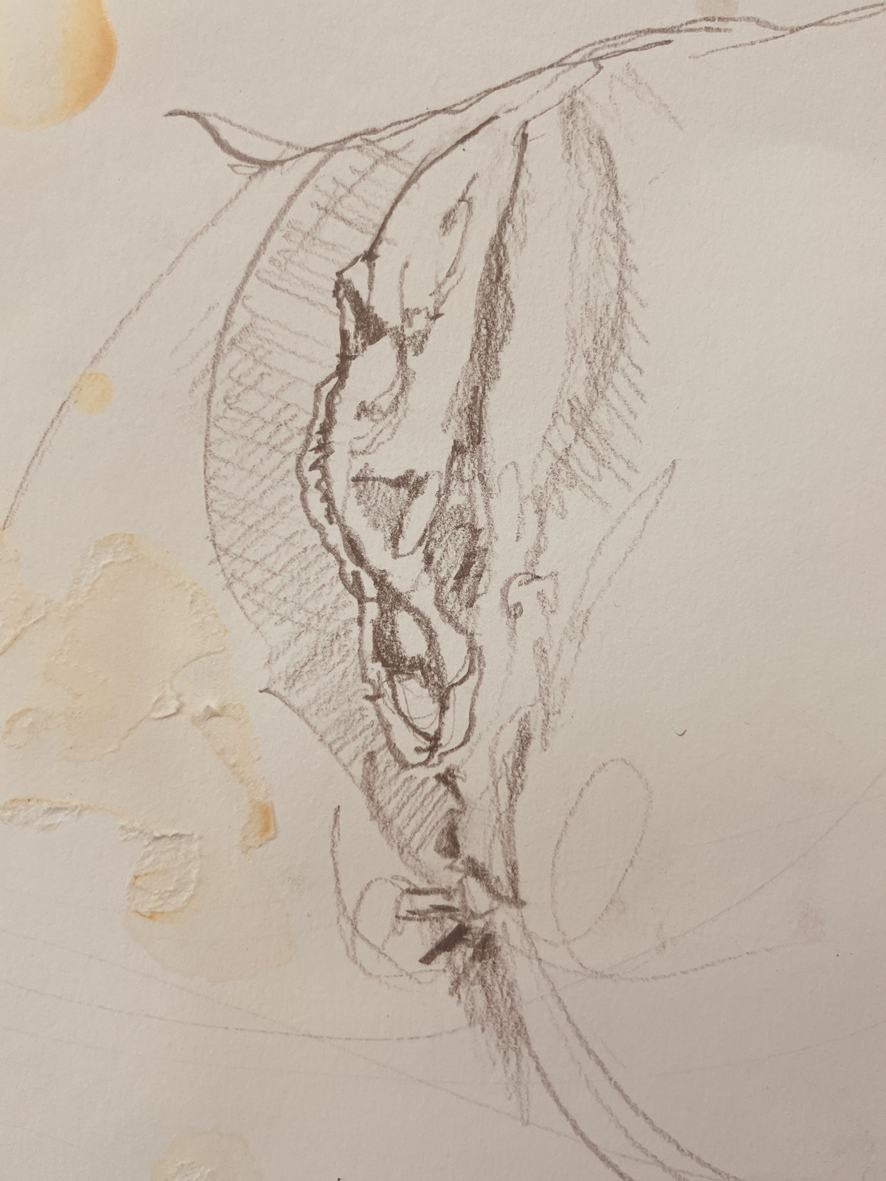 Labia sketch
