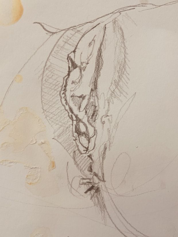 Labia sketch