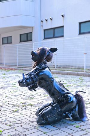 Perfect Japanese Pet