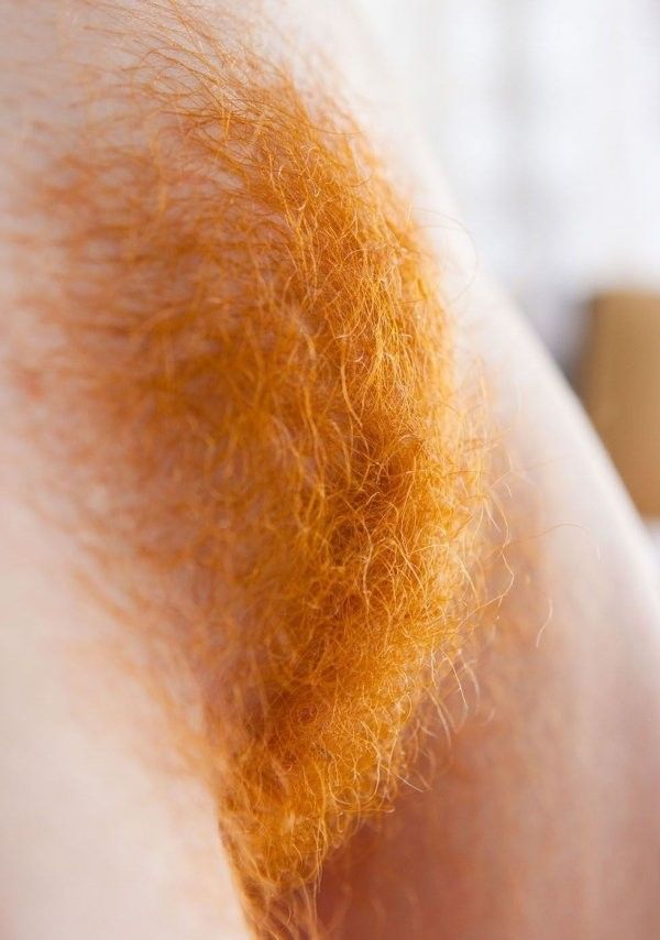 Fire Bush