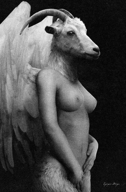 goat female