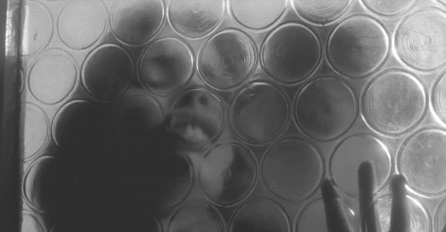 Through the glass