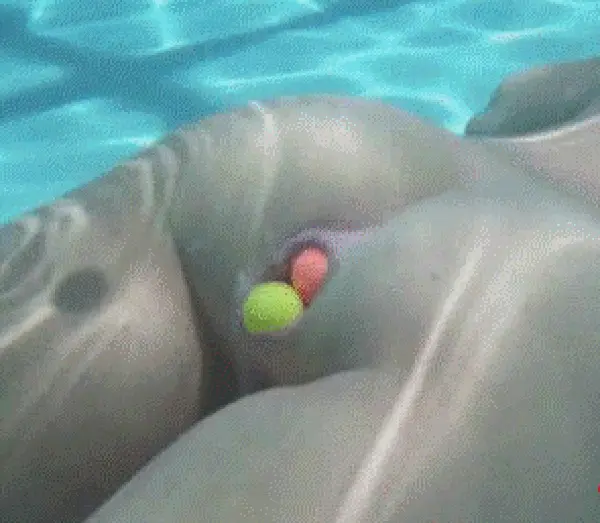 Balls anal